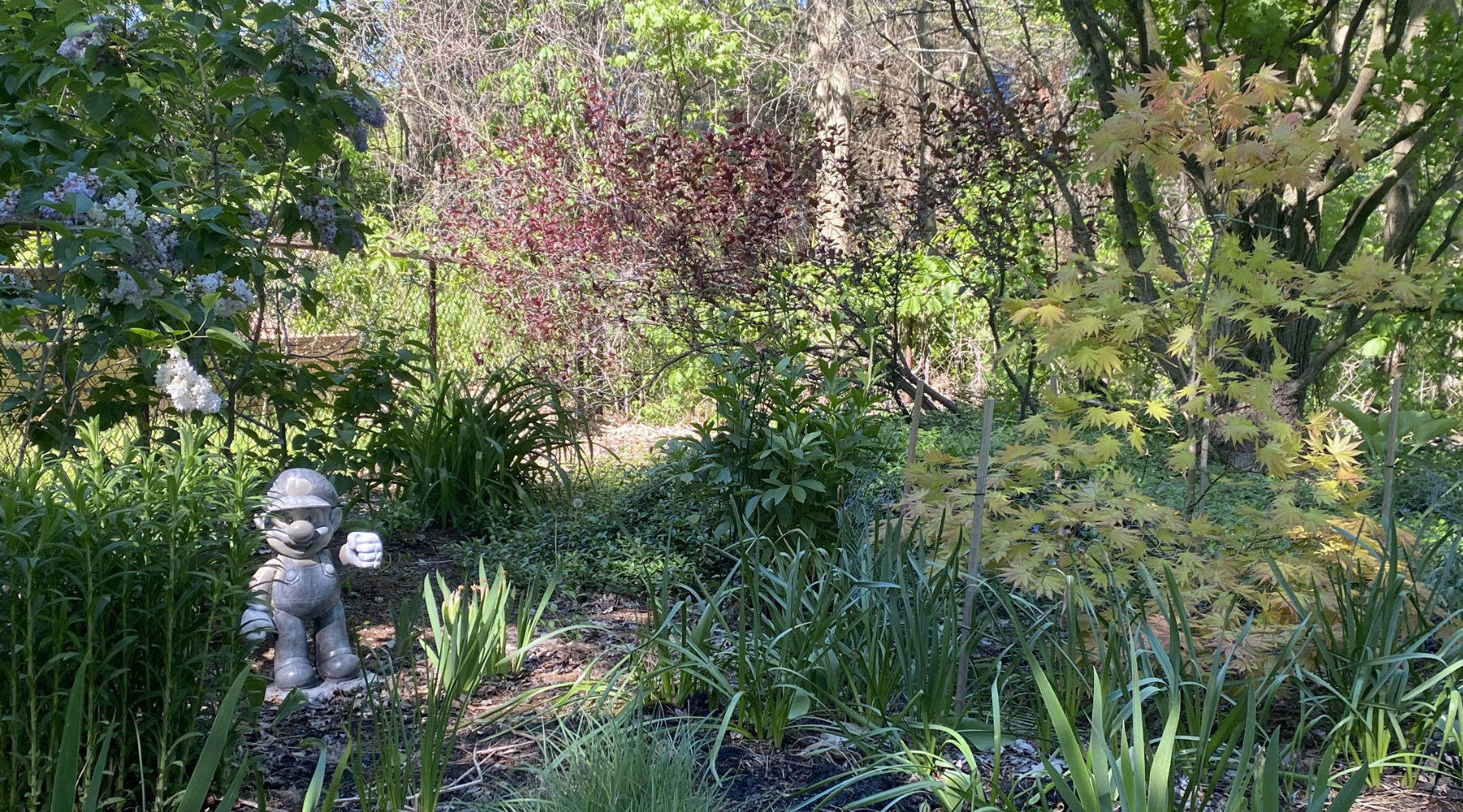 A backyard garden with a statue of Mario from Super Mario Bros. and Japanese maples.